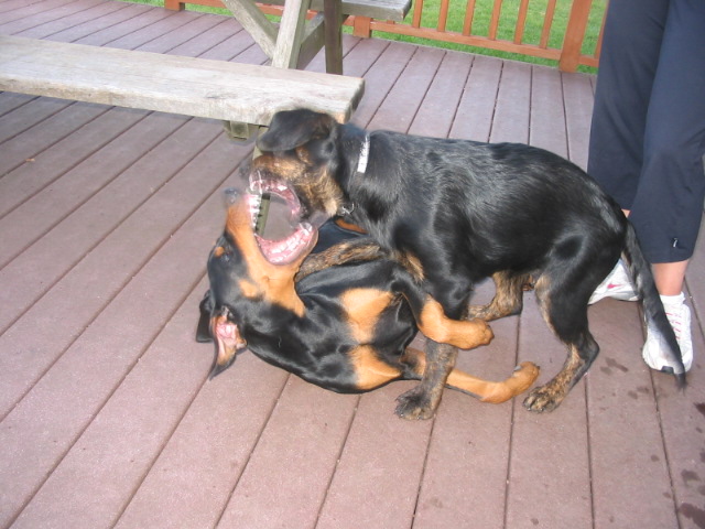 2006-11-11 03-57-05142.jpg