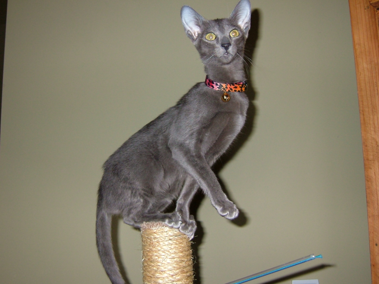 2008-03-11 13-42-4377.JPG