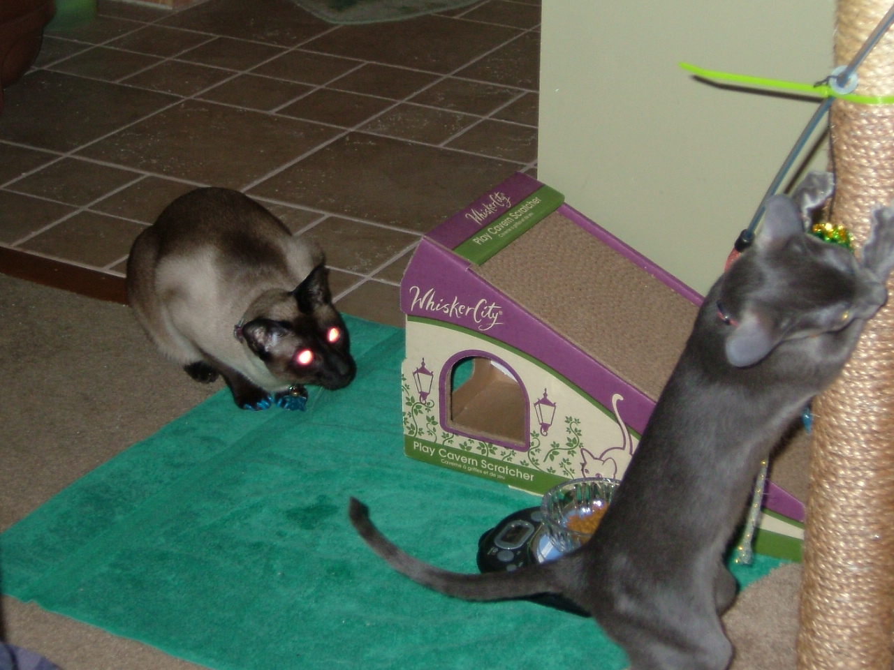 2008-03-11 13-45-2374.JPG