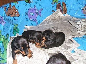 2006-06-24 17-39-41414.JPG