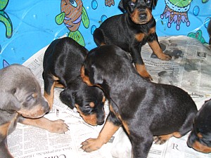 2006-06-24 17-43-59413.JPG