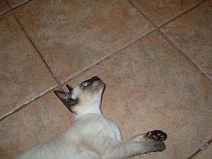 2006-08-07 00-37-46347.jpg