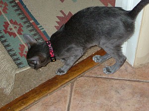 2008-03-09 12-01-4382.JPG