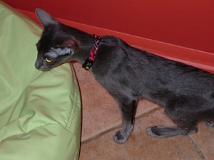 2008-03-09 12-01-5681.JPG