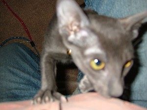 2008-03-10 16-52-3079.JPG