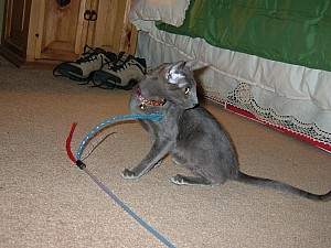 2008-03-10 19-01-2178.JPG