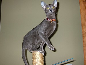 2008-03-11 13-42-4377.JPG