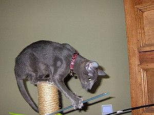 2008-03-11 13-42-4676.JPG