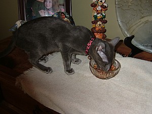 2008-03-12 17-06-5373.JPG