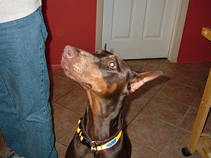 2008-03-21 21-26-4457.JPG